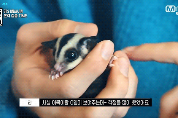방탄소년단 진이 키우는 슈가글라이더 오뎅이와 어묵이 | 인스티즈