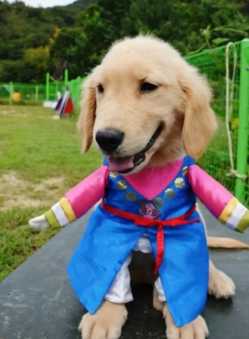 데헷 이미지