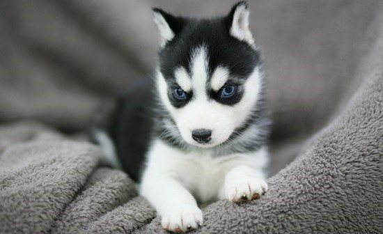 꽤 호불호 갈리는 동물 | 인스티즈