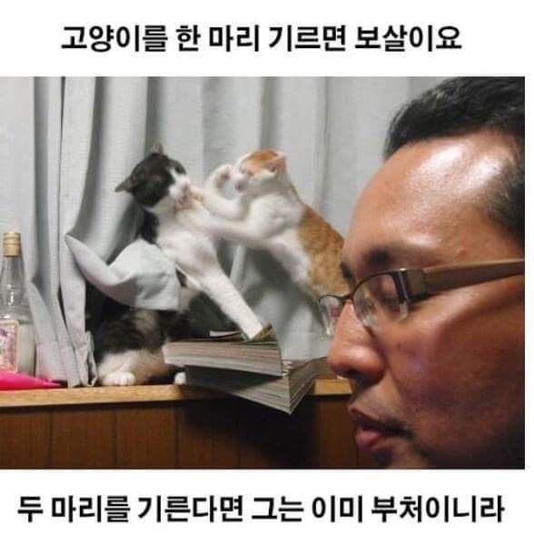 고양이를 한 마리 기르면 보살이요.. | 인스티즈