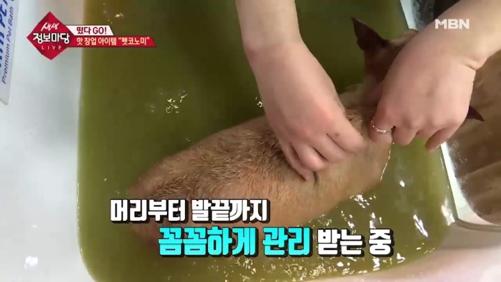 강아지 아로마테라피.jpg | 인스티즈