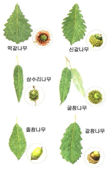 참나무 3형제 이미지