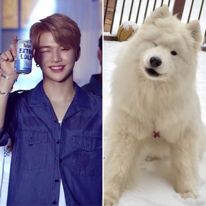 강아지중에 가장 사람닮은듯한 강다니엘 사진모음.jpg | 인스티즈