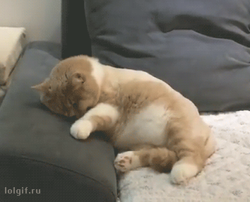 도망가다 총맞은꿈꾼 냥이.gif | 인스티즈