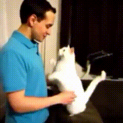 인간과 교감하는 동물들.gif | 인스티즈