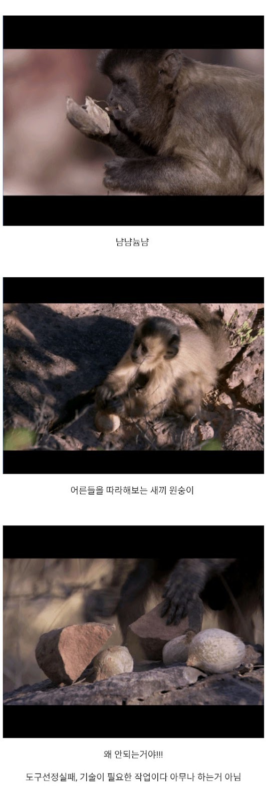 원숭이 진화의 시작 | 인스티즈