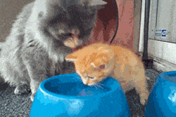 엄마와 아기 고양이 | 인스티즈