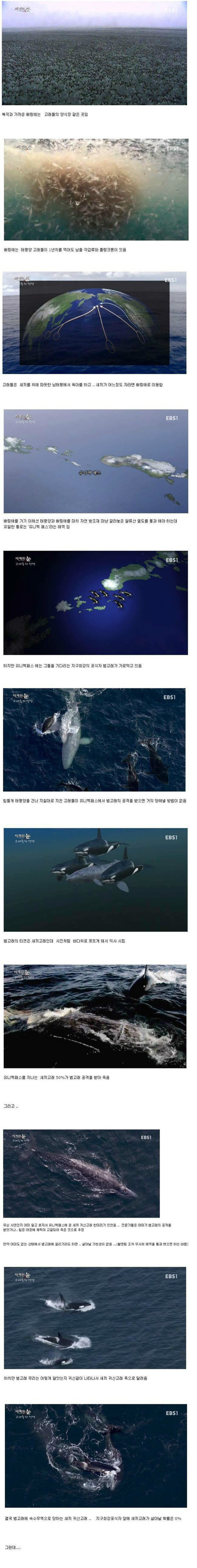 혹등고래의 선행. jpg | 인스티즈