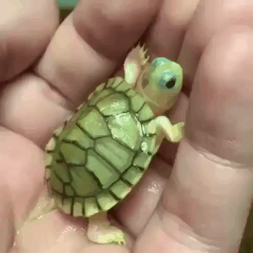 새끼 거북.gif | 인스티즈