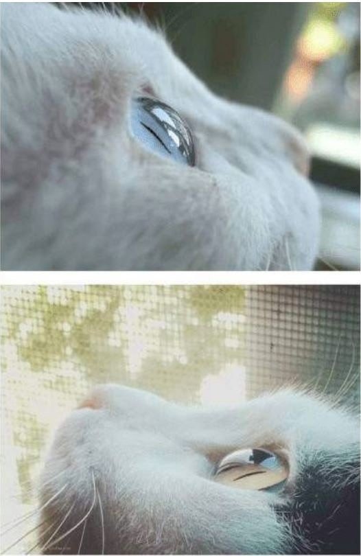 냥냥이의 눈을 옆에서 본다면.jpg | 인스티즈