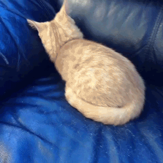 고양이 액체설.gif | 인스티즈