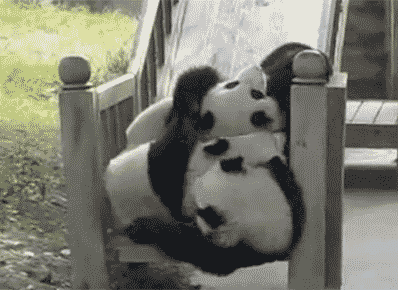 팬더 🐼 굴러다니는 게시물 | 인스티즈