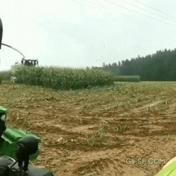 하다 걸린 멧돼지 가족.gif | 인스티즈