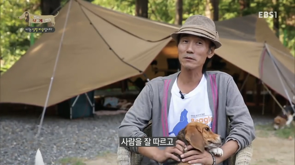 실험 비글을 아십니까? 동물실험에서 가장 많이 사용되는 견종.jpg (맴찢주의) | 인스티즈