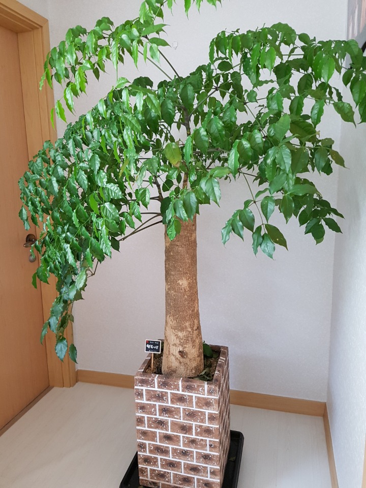 행복나무 이미지