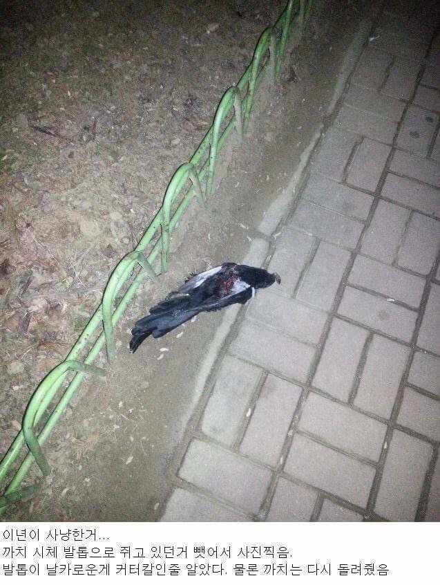 디씨의 부엉이 주운썰..jpg | 인스티즈