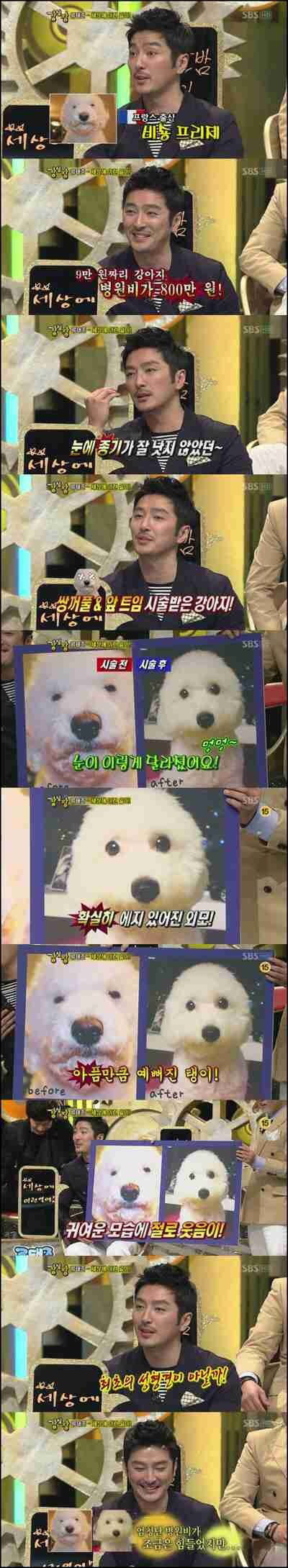 강아지 탱이의 쌍커풀 수술 | 인스티즈