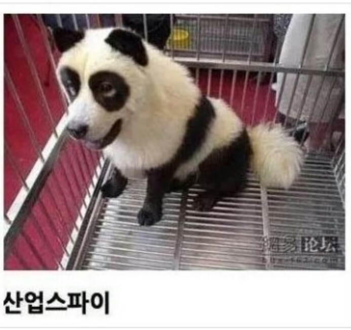 냥냥이회사vs댕댕이회사 | 인스티즈