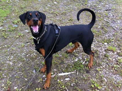 귀가 처진 댕댕이도 꼬리가 긴 댕댕이도 이렇게 사랑스러워요! (강아지 단이 단미에 대한 글) | 인스티즈