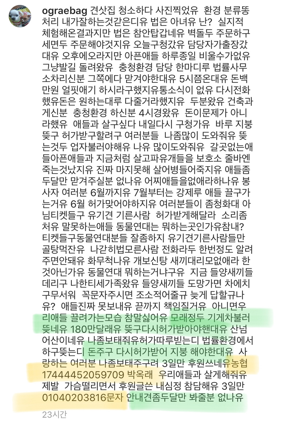 유기댕냥 돌보시는 박옥래할머님을 도와줘! (신고당해서 보호시설을 다 돈주고 뜯어야해) | 인스티즈