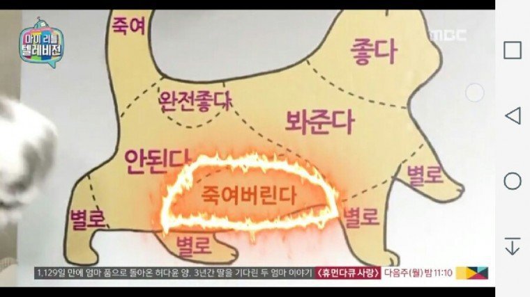고양이의 만지면 안되는곳.jpg | 인스티즈