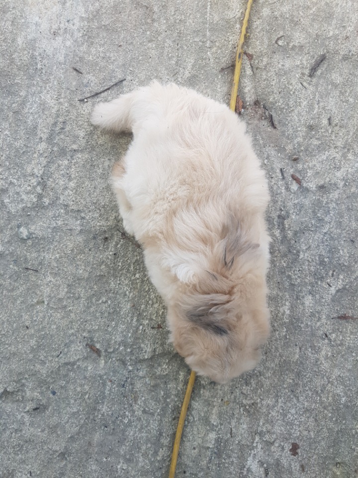 태어난지 두어달정도된 우리집 강아지들.jpg | 인스티즈