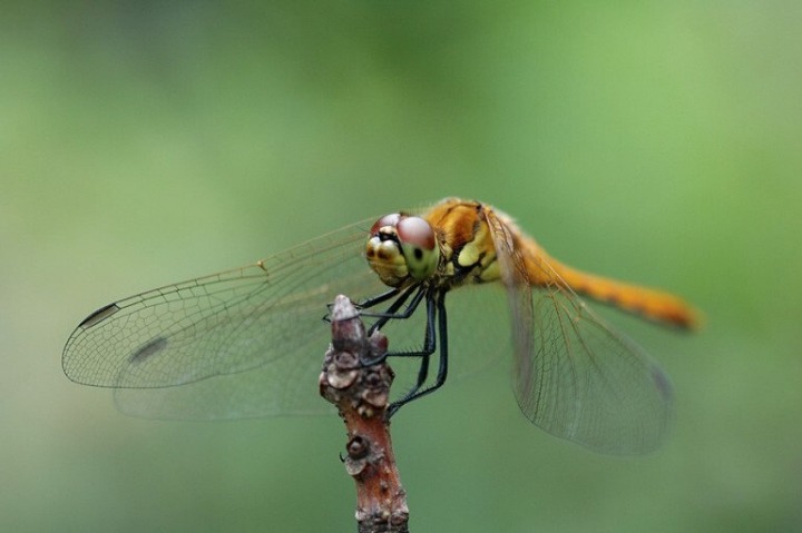 잠자리 날개가 까끌한 이유 | 인스티즈