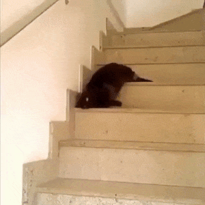 고양이 액체설.gif | 인스티즈