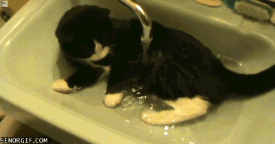 목욕하는 고양이.gif | 인스티즈