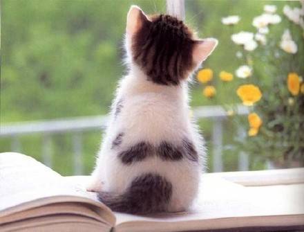고양이 뒷모습 | 인스티즈