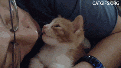 집사의 무한한 사랑에 뻑간 냥이.gif | 인스티즈