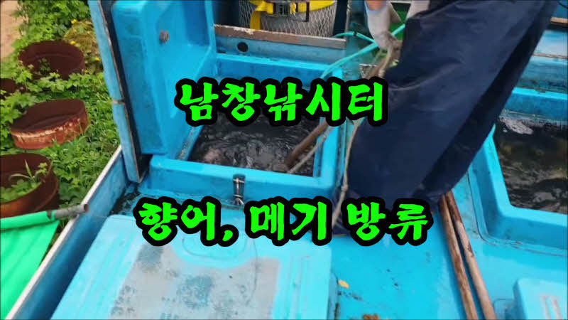 오늘은향어 이미지