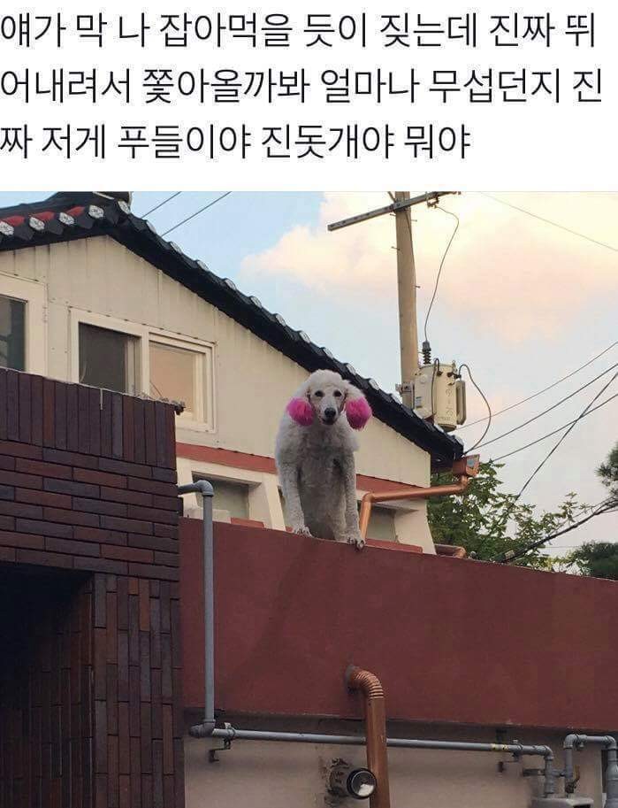 뭔가 무서운 스탠다드 푸들 | 인스티즈