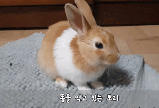 토끼주의) 심장이 남아나질 않을 수도 있습니다 | 인스티즈
