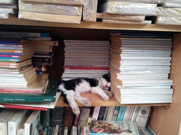떡실신 아기고양이.jpg (심쿵주의) | 인스티즈