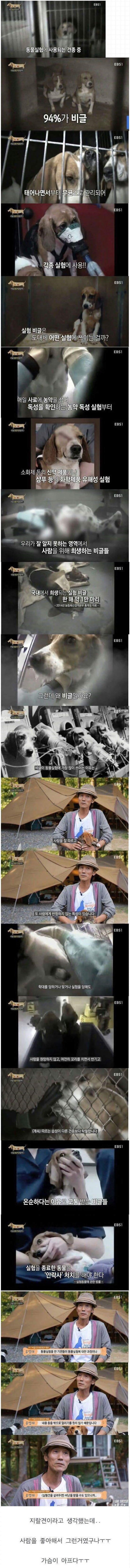비글이 실험용으로 쓰이는 이유 | 인스티즈