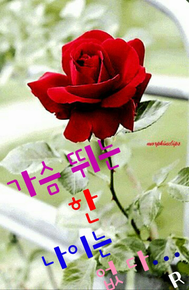 젠또 이미지