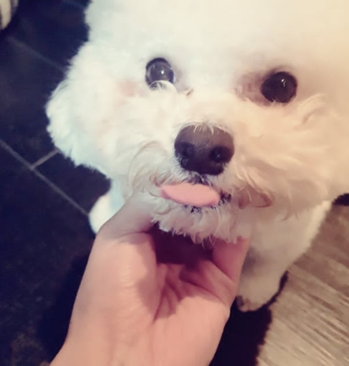 토니안&김재덕이 키우는 강아지 알렉산덕(비숑) | 인스티즈