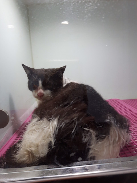 아픈고양이 모모 임보자나 입양자 제발 구해ㅠㅠㅠ | 인스티즈