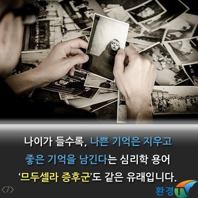 세상에서 가장오랫동안 생존한 나무 | 인스티즈